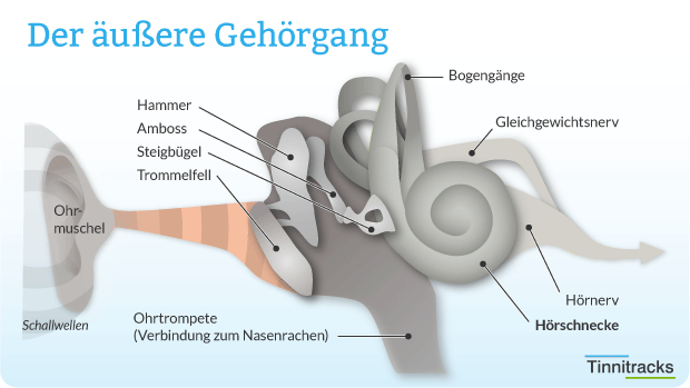 Schaubild äußerer Gehörgang Äußerer Gehörgang Schaubild